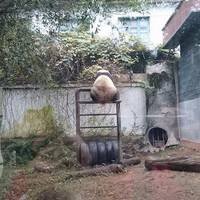 Panda World