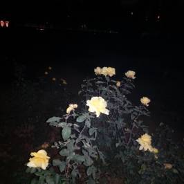 Chandigarh Rose Garden