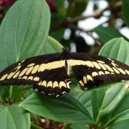 Butterfly Rainforest