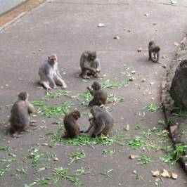 Nanning Zoo