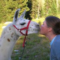 Jackson Hole Llamas