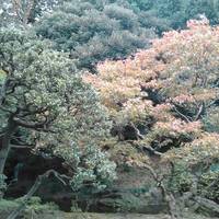 Tokyo Metropolitan Museum of Modern Japanese Literature (Marquis Maeda Old Western Style House)