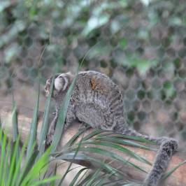 Monkey Park