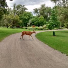Polson Park