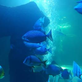 Hunstanton Sea Life Sanctuary
