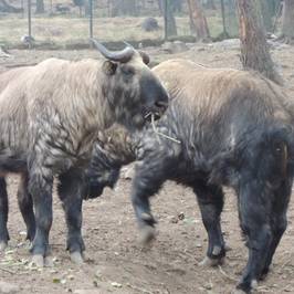 Motithang Takin Preserve