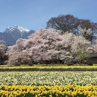 Jindai Cherry Blossom at Jissoji Temple
