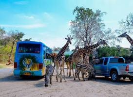 Safari Park Open Zoo