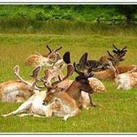 Deer Park