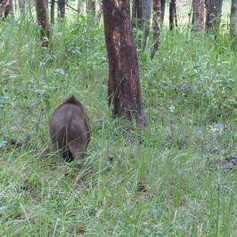 Wayanad Wildlife Sanctuary
