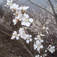Jiufeng National Forest Park