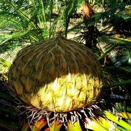 Xishuangbanna Tropical Nature reserve