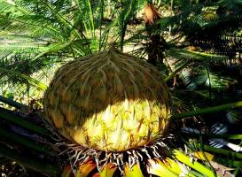 Xishuangbanna Tropical Nature reserve