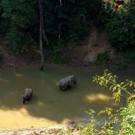 Gajah Liar Valley