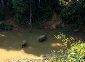 Gajah Liar Valley