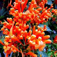 Tropical Flower Garden