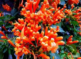 Tropical Flower Garden