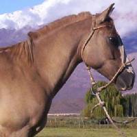 Horseback Riding Expeditions