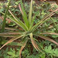Kelong Trees Garden