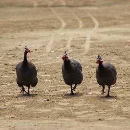 Qinghuang Island Wildlife park