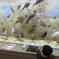 Miyazaki Prefectural Museum of Nature and History