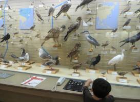 Miyazaki Prefectural Museum of Nature and History