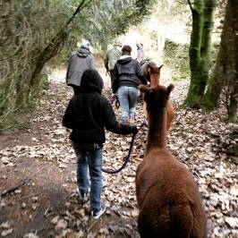 Nidderdale Llamas