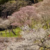 Mitake Bairin Park