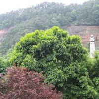 Giant Sleeping Buddha