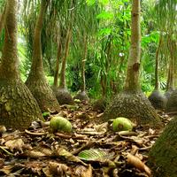 South Asia Tropical Botanical Garden of Zhanjiang