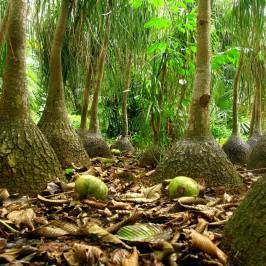 South Asia Tropical Botanical Garden of Zhanjiang