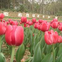 Botanical Garden of Chinese Academy of Sciences