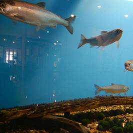 Eco Museum Center