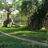 Mengyang Banyan