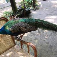 Peacock Garden, Sipsongpanna