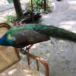 Peacock Garden, Sipsongpanna