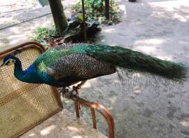 Peacock Garden, Sipsongpanna