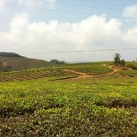Kunming Tea Plantation