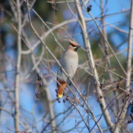 Cottonwood Island Nature Park