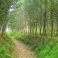 Shichang Forest