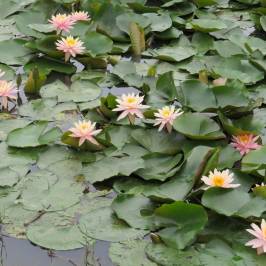 Songshan Lake Park