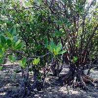 Zhanjiang Mangrove Forest