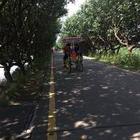 Qi'ao Mangrove Forest of Zhuhai