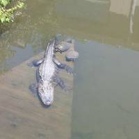 Pocono Snake and Animal Farm