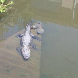 Pocono Snake and Animal Farm