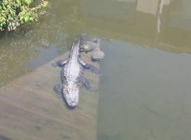 Pocono Snake and Animal Farm
