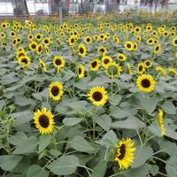 Shenyang Xinglong Indoor Park