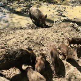 Wildwald Vosswinkel
