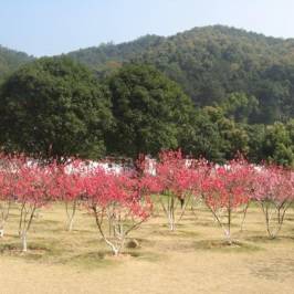 Fuzhou National Forest Park