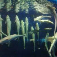 Fujian Rare Species of Marine Nature Reserve